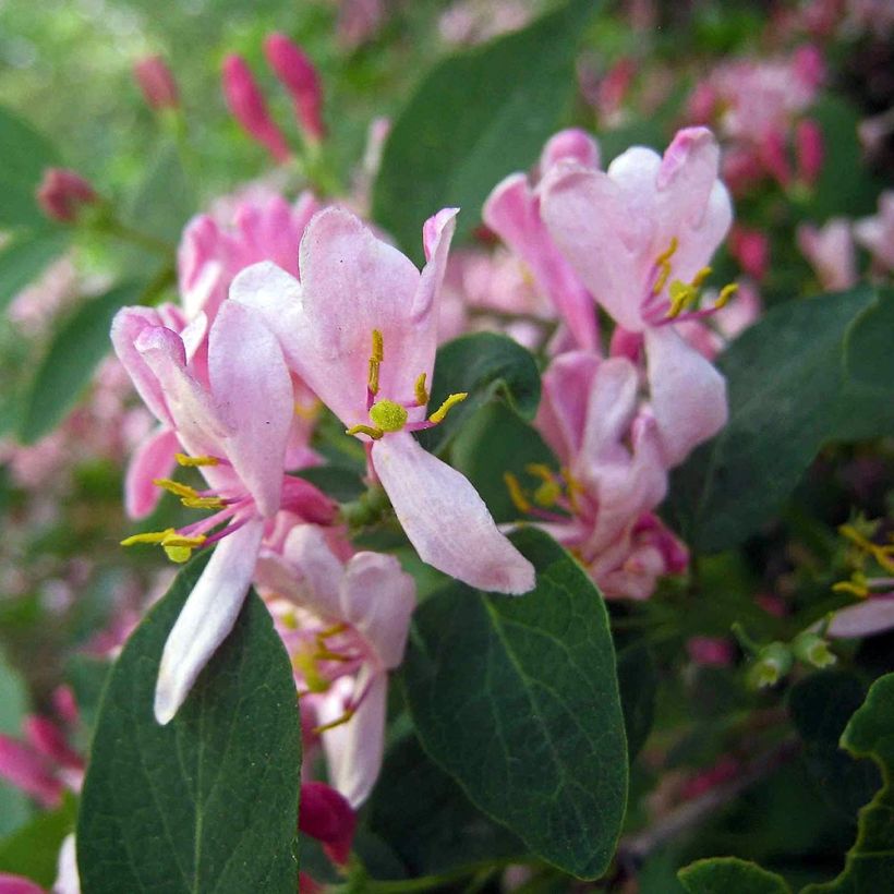 Lonicera tatarica (Floração)