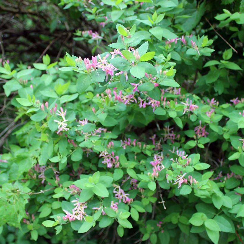 Lonicera tatarica (Hábito)
