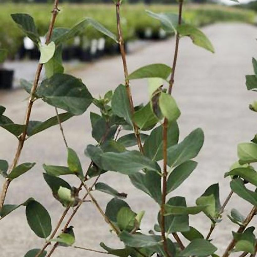 Lonicera tatarica Arnold Red (Folhagem)