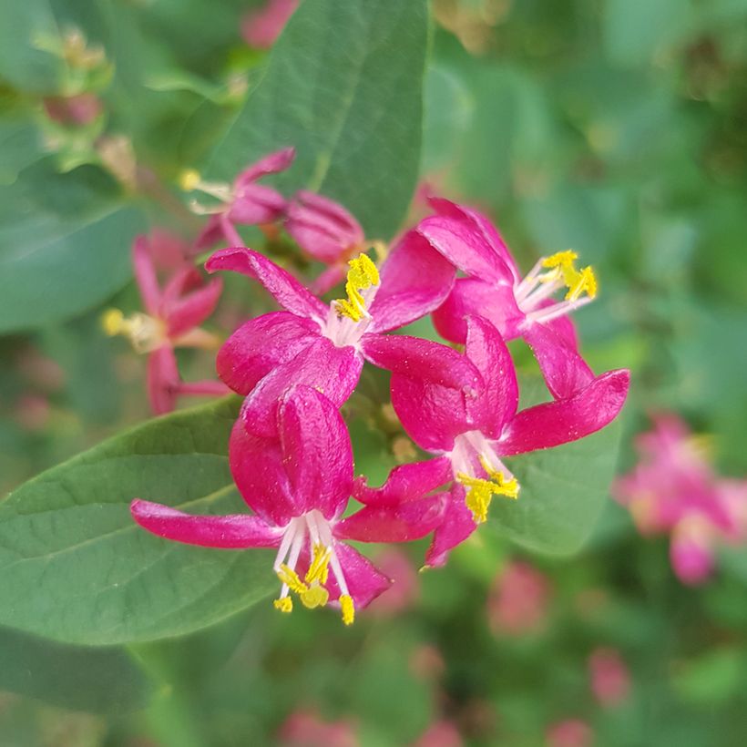 Lonicera tatarica Arnold Red (Floração)