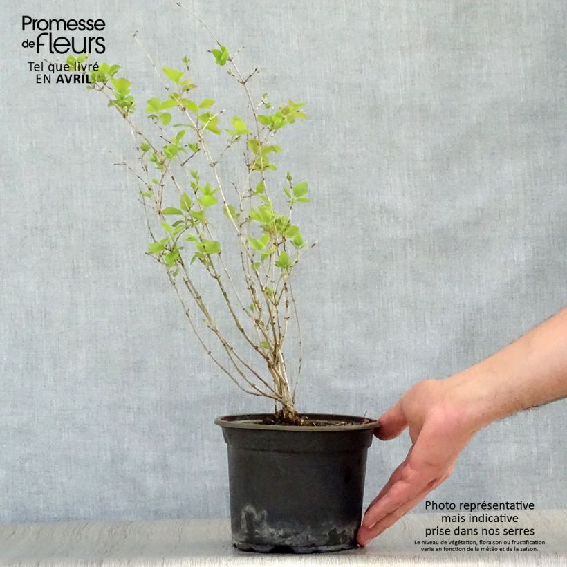 Amostra de Lonicera tatarica Vaso de 2 L/3 L tal como entregue na primavera