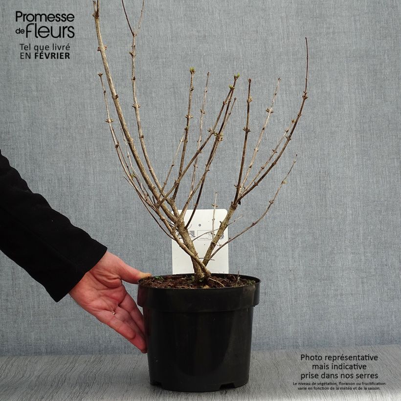 Amostra de Lonicera tatarica Hack's Red - Chèvrefeuille de tatarie Vaso de 3 L/4 L tal como entregue no inverno