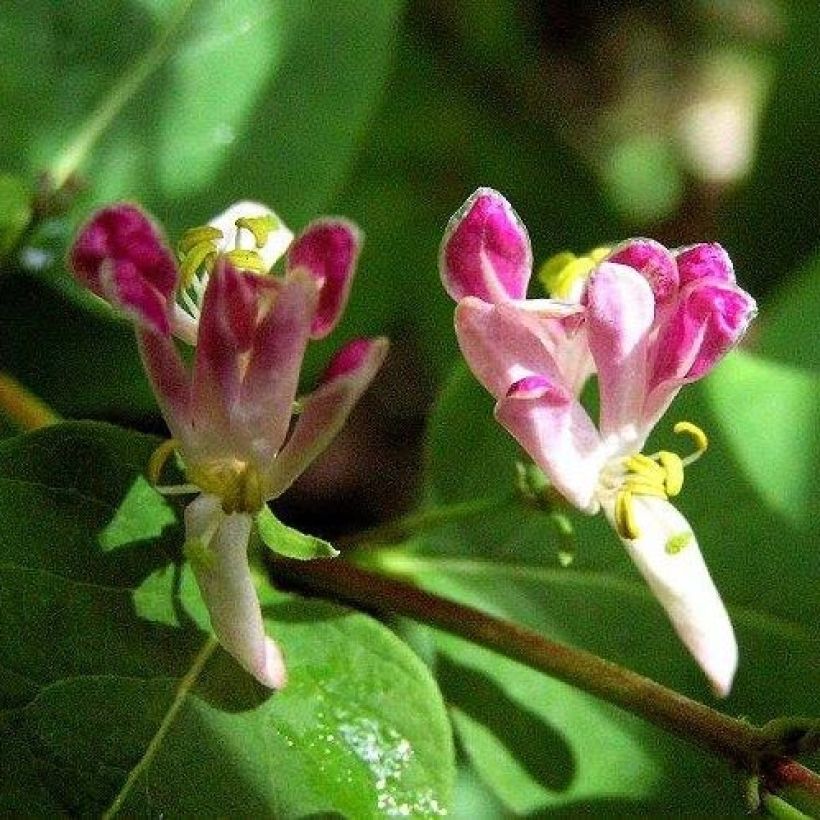 Lonicera tatarica Rosea (Floração)