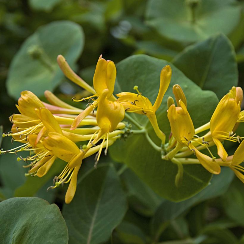 Lonicera tellmaniana (Floração)