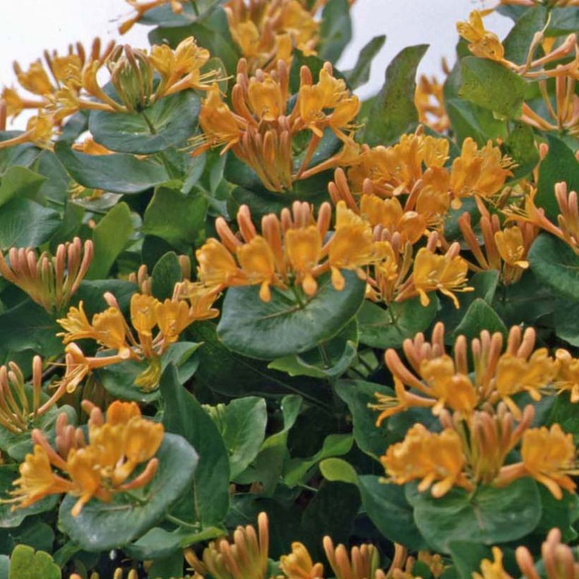 Lonicera tellmaniana (Hábito)