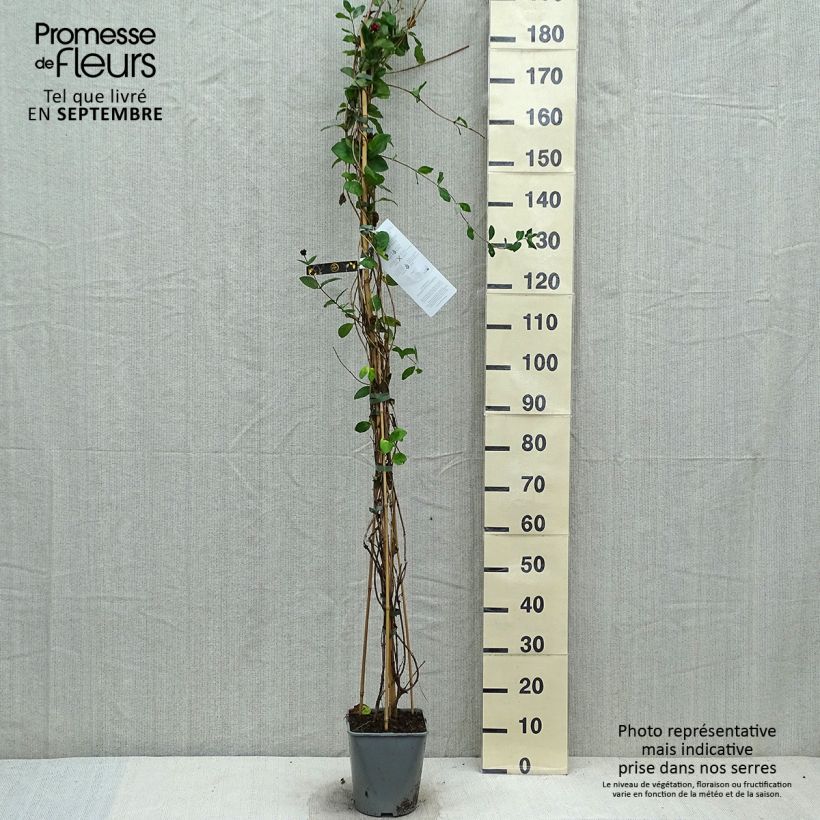 Amostra de Lonicera × heckrottii Vaso de 3 L/4 L tal como entregue no outono