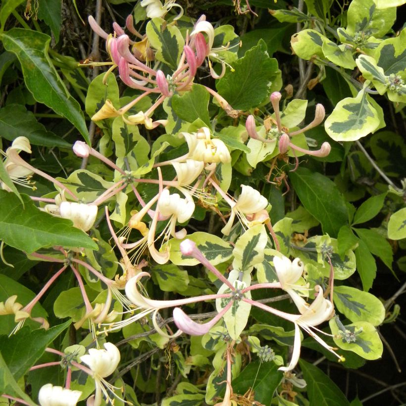 Lonicera × italica Harlequin (Floração)