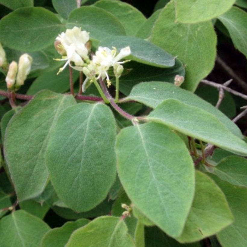 Lonicera xylosteum (Folhagem)