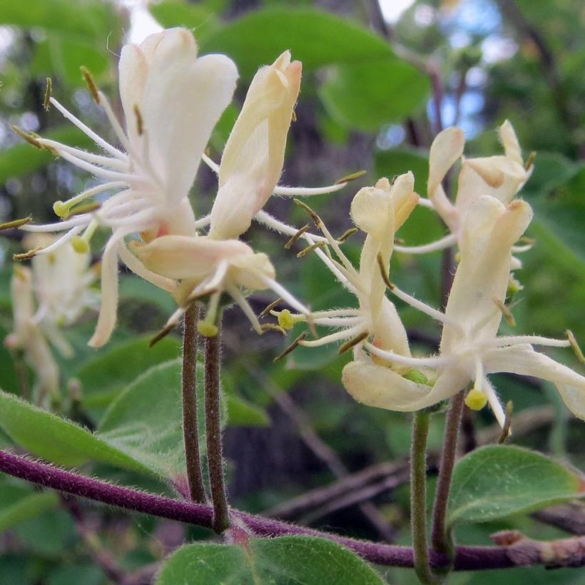 Lonicera xylosteum (Floração)