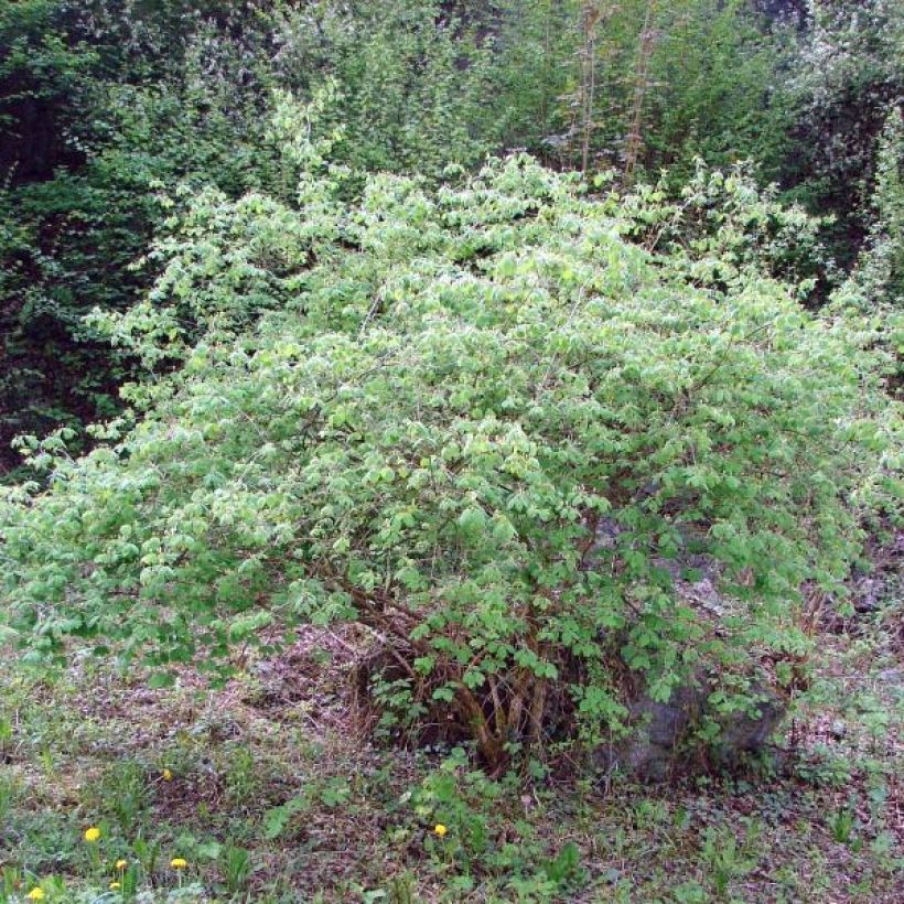 Lonicera xylosteum (Hábito)