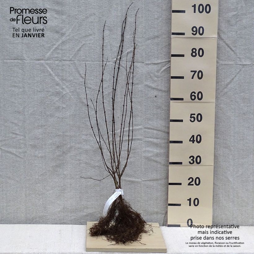Amostra de Lonicera xylosteum - Chèvrefeuille des haies Raízes nuas tal como entregue no inverno