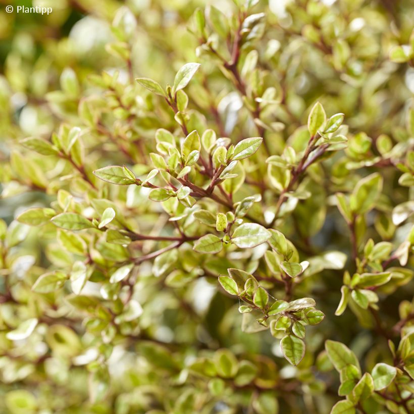 Lophomyrtus Golden Dragon (Folhagem)
