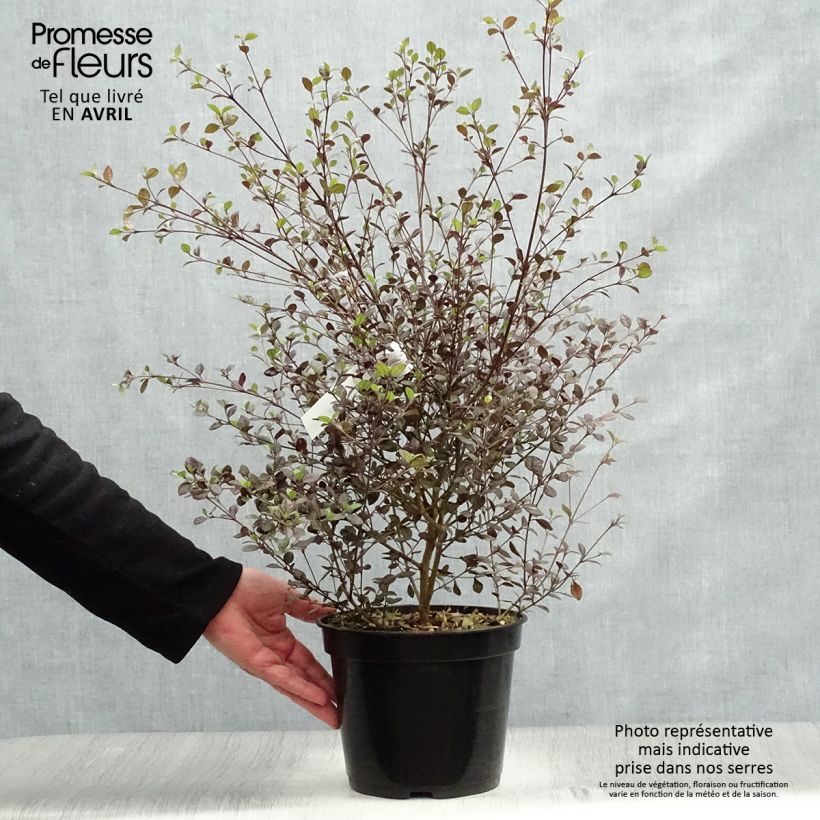 Amostra de Lophomyrtus Red Dragon Vaso de 4 L/5 L tal como entregue na primavera