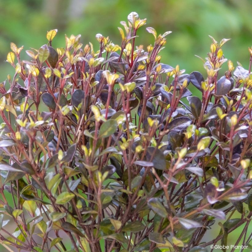 Lophomyrtus Black Stallion (Folhagem)