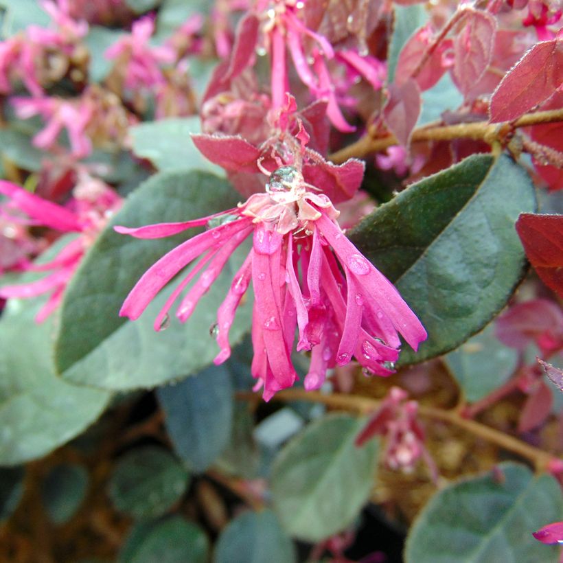 Loropetalum chinense Fire Dance (Floração)