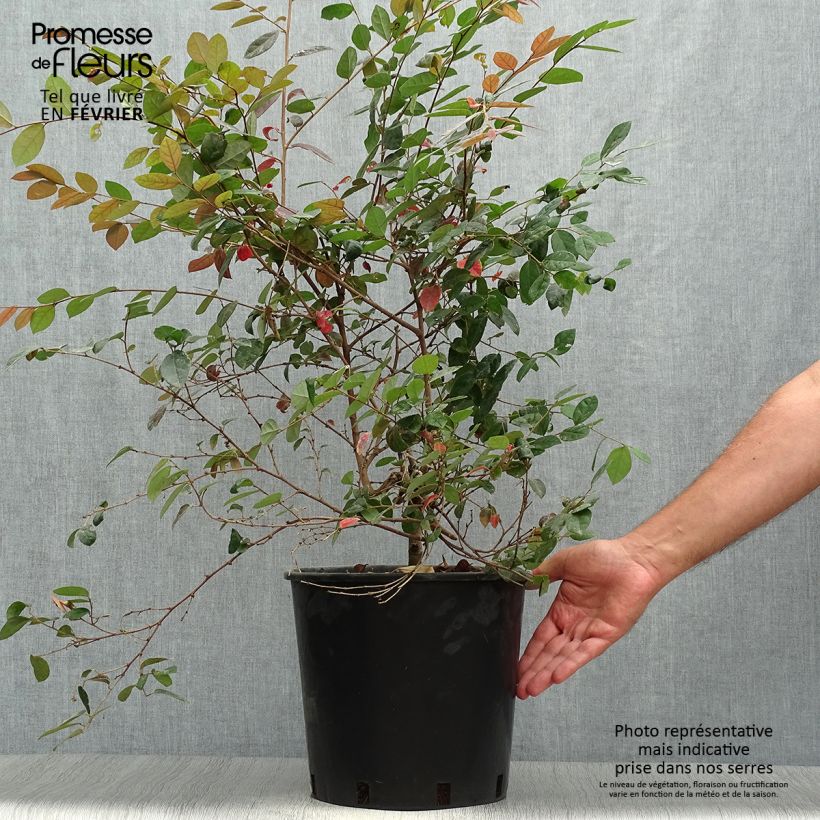 Amostra de Loropetalum chinense Fire Dance - Loropétalo-da-china Vaso de 7,5 L/10 L tal como entregue no outono