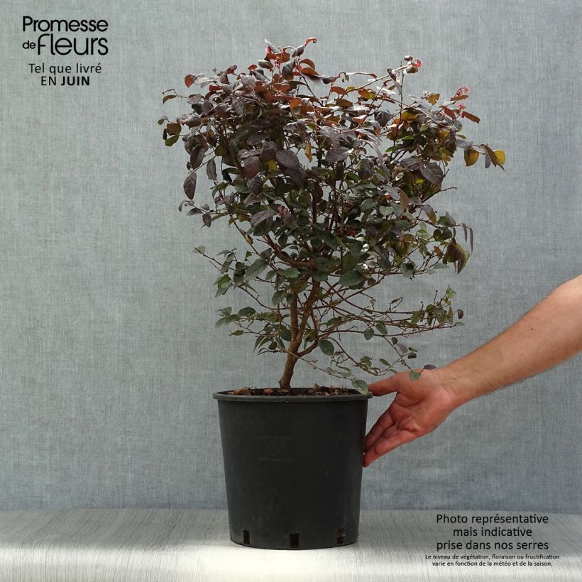 Amostra de Loropetalum chinense Fire Dance Vaso de 7,5 L/10 L tal como entregue no verão