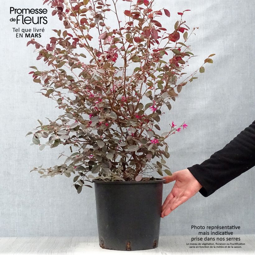 Amostra de Loropetalum chinense Fire Dance Vaso de 7,5 L/10 L tal como entregue na primavera