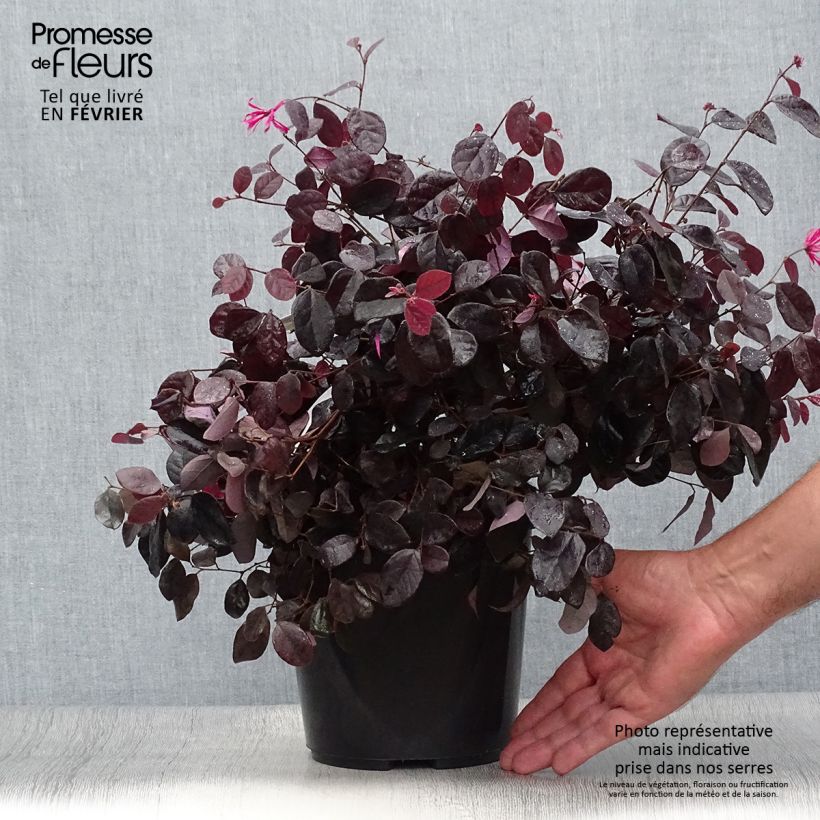 Amostra de Loropetalum chinense Black Pearl Vaso de 1,5 L/2 L tal como entregue no outono