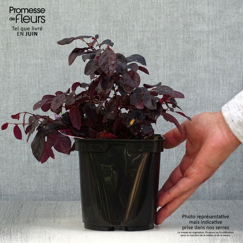 Amostra de Loropetalum chinense Black Pearl Vaso de 1,5 L/2 L tal como entregue no verão