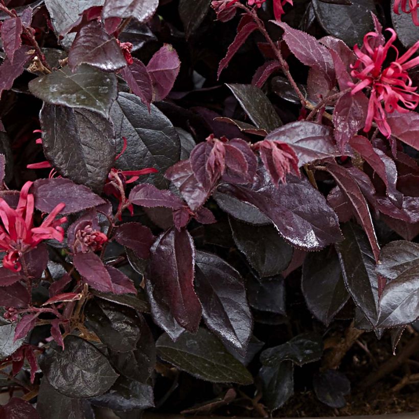 Loropetalum chinense var. rubrum Ever Red (Folhagem)