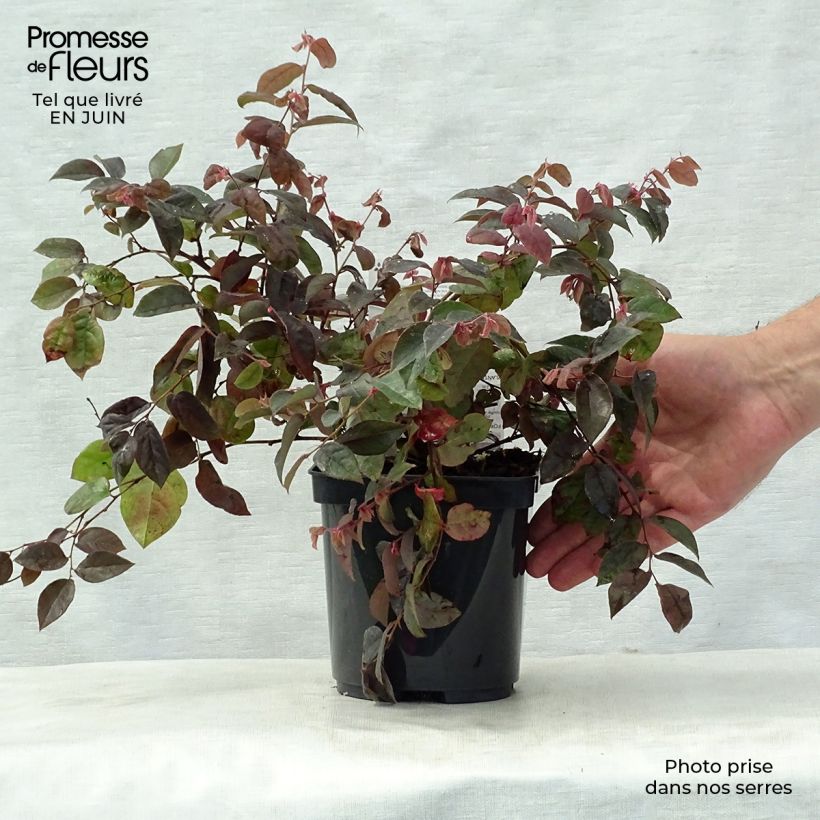 Amostra de Loropetalum chinense Fire Dance Vaso de 3 L/4 L tal como entregue no verão