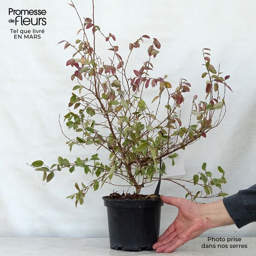 Amostra de Loropetalum chinense Fire Dance Vaso de 3 L/4 L tal como entregue na primavera
