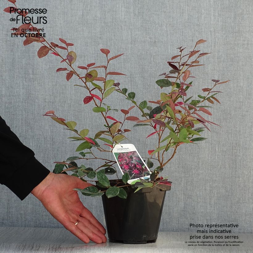 Amostra de Loropetalum chinense Fire Dance - Loropétalo-da-china Vaso de 3 L/4 L tal como entregue no outono