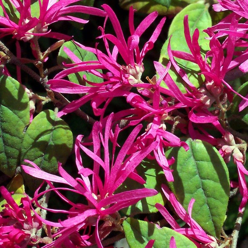 Loropetalum chinense Ming Dynasty (Floração)