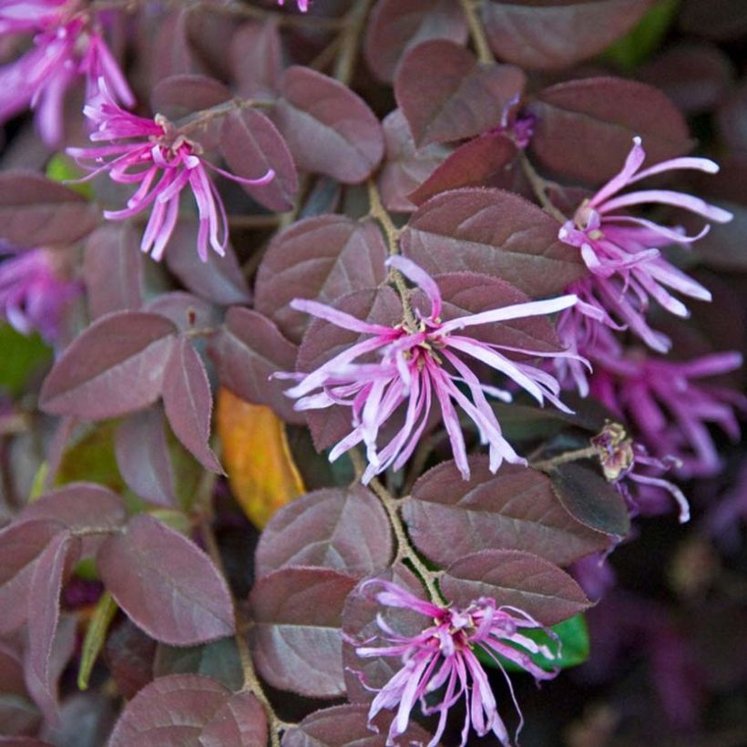 Loropetalum chinense var. rubrum Pipa's Red (Floração)