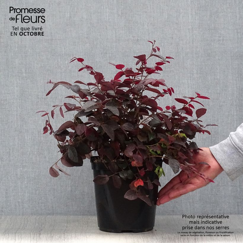Amostra de Loropetalum chinense var. rubrum Pipa's Red Vaso de 2 L/3 L tal como entregue no outono