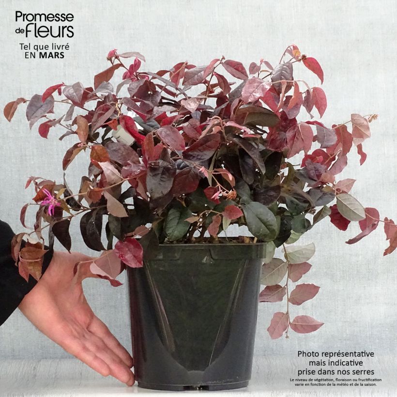 Amostra de Loropetalum chinense var. rubrum Pipa's Red Vaso de 2 L/3 L tal como entregue na primavera