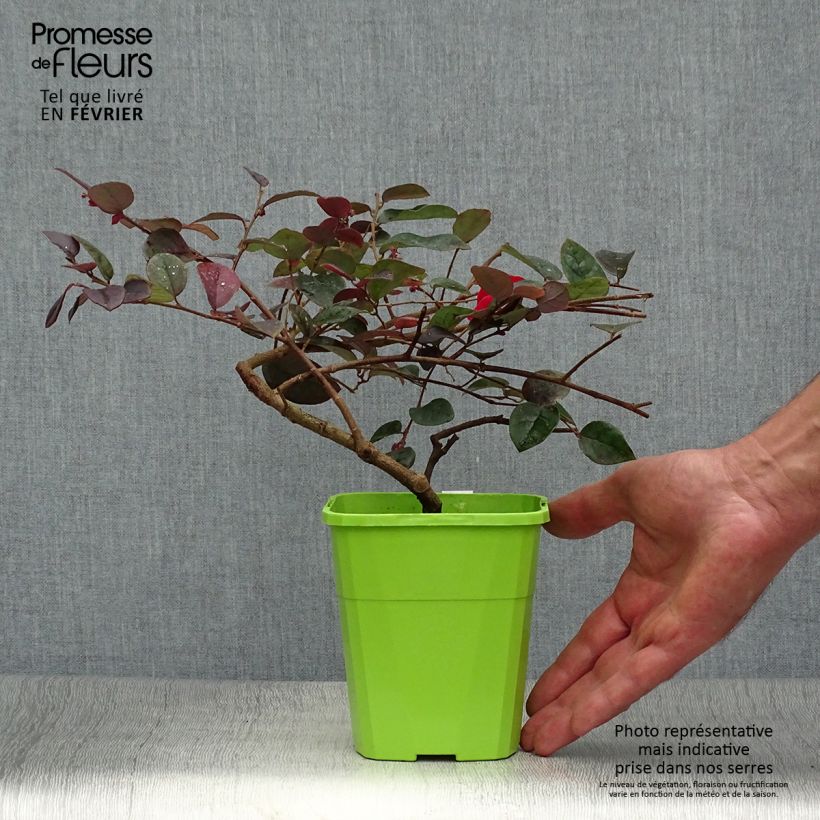 Amostra de Loropetalum chinense Plum Gorgeous Vaso de 2 L/3 L tal como entregue no outono