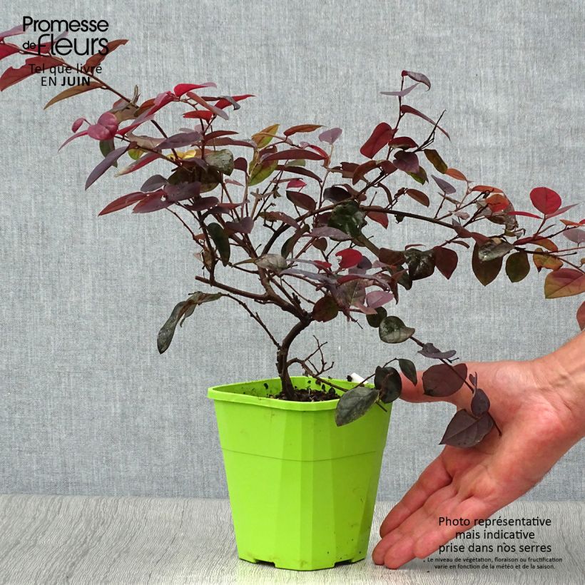 Amostra de Loropetalum chinense Plum Gorgeous Vaso de 2 L/3 L tal como entregue no verão
