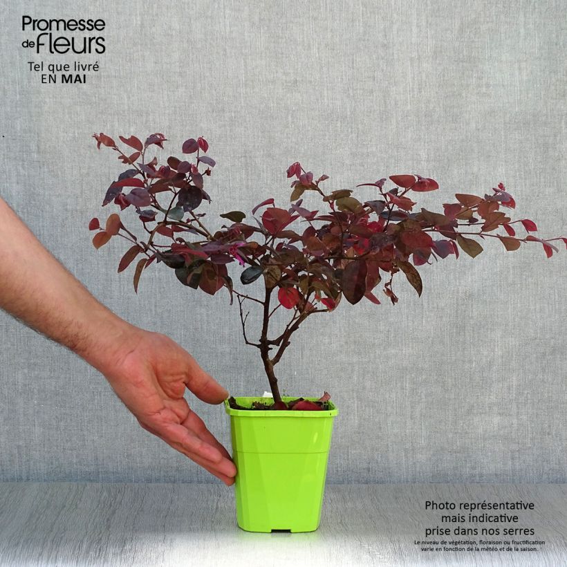 Amostra de Loropetalum chinense Plum Gorgeous Vaso de 2 L/3 L tal como entregue na primavera