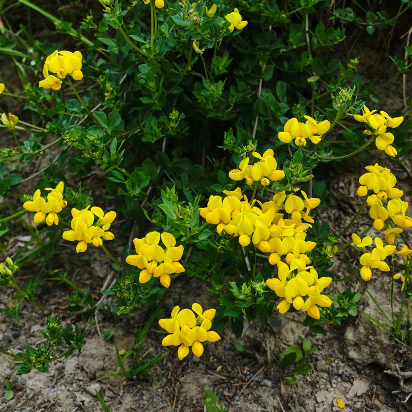 Lotus corniculatus - Cornichão (Hábito)