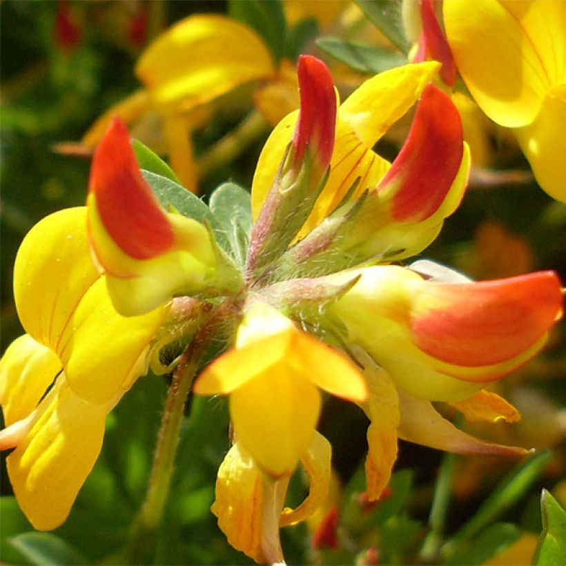 Lotus corniculatus Plenus (Floração)