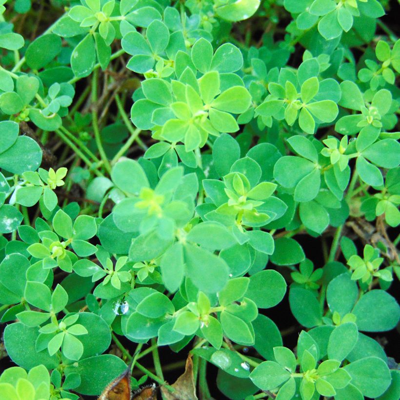 Lotus corniculatus Plenus (Folhagem)