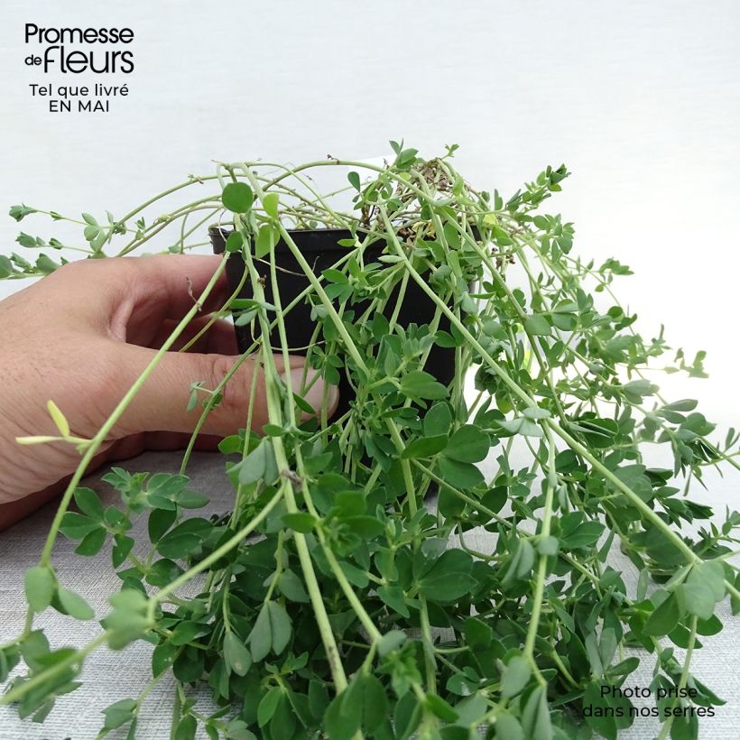 Amostra de Lotus corniculatus Plenus Vaso de 8/9 cm tal como entregue na primavera