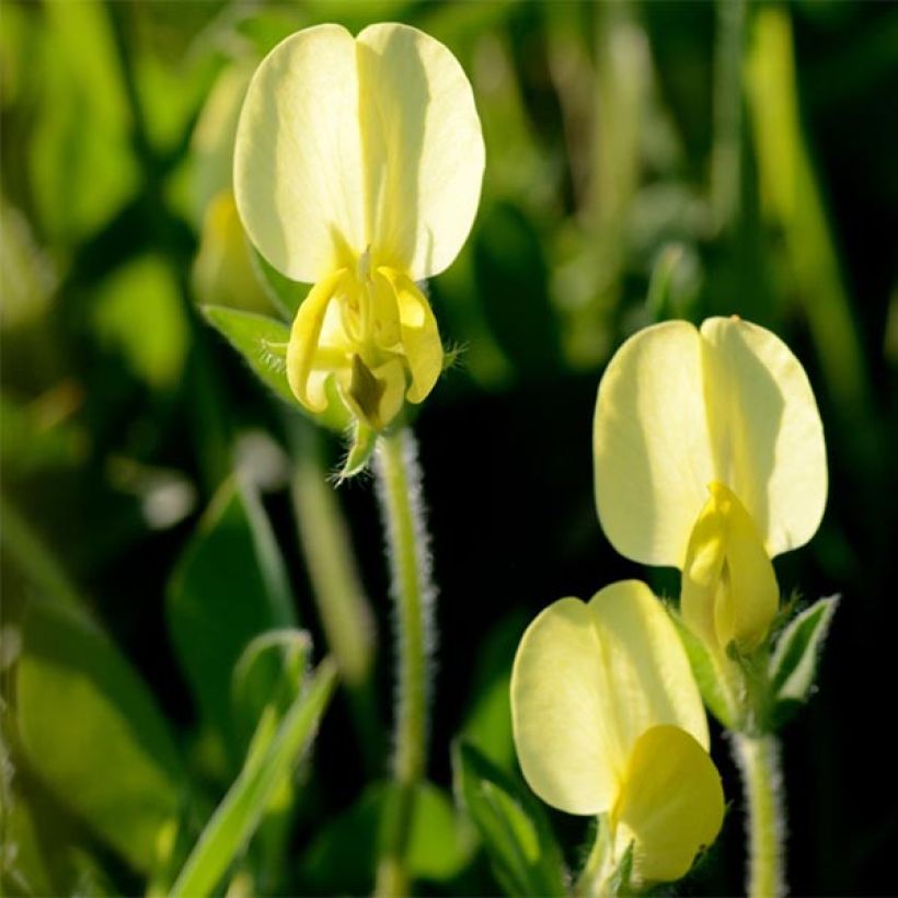 Lotus maritimus (Floração)