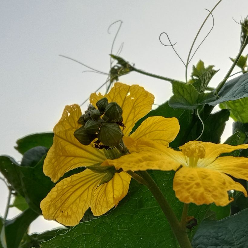 Bucha-vegetal - Luffa cylindrica (Floração)