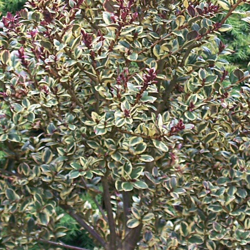 Luma apiculata Glanleam Gold (Folhagem)