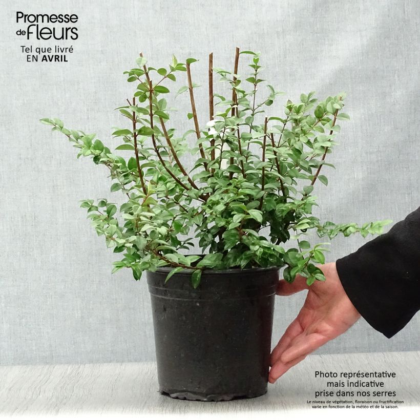 Amostra de Luma chequen - Myrte du Chili Vaso de 4 L/5 L tal como entregue na primavera