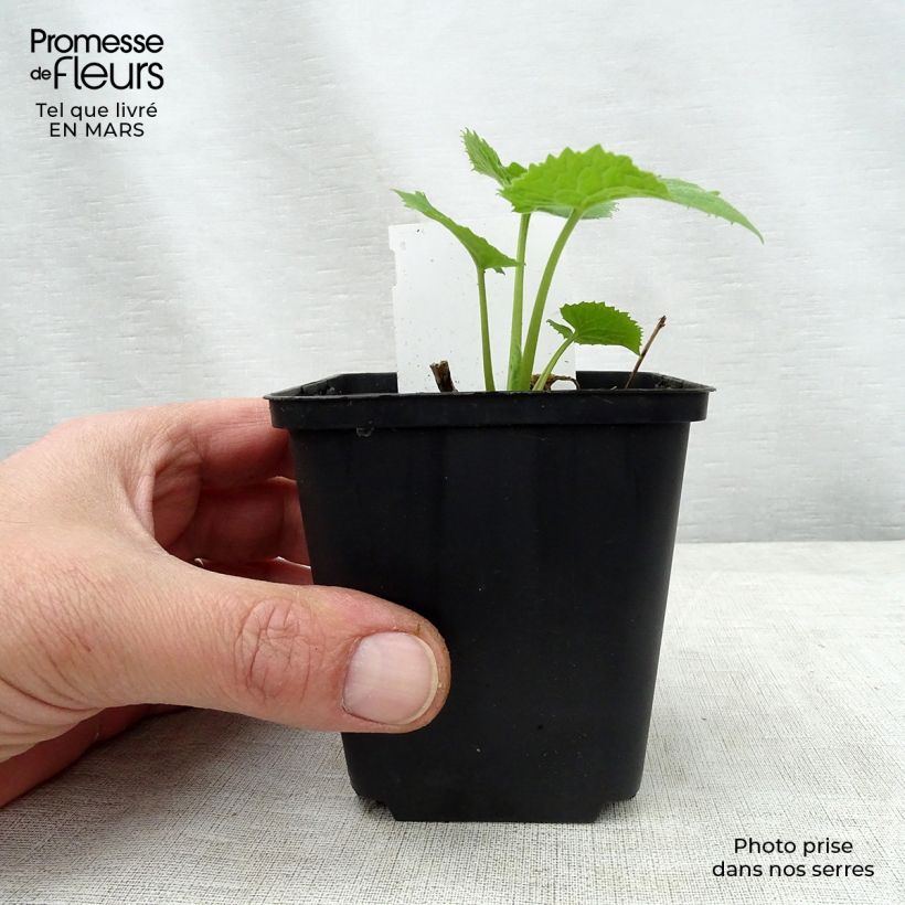 Amostra de Lunaria rediviva Vaso de 8/9 cm tal como entregue na primavera