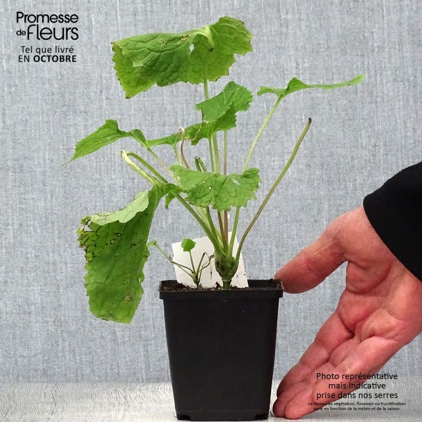 Amostra de Lunaria rediviva Vaso de 8/9 cm tal como entregue no outono