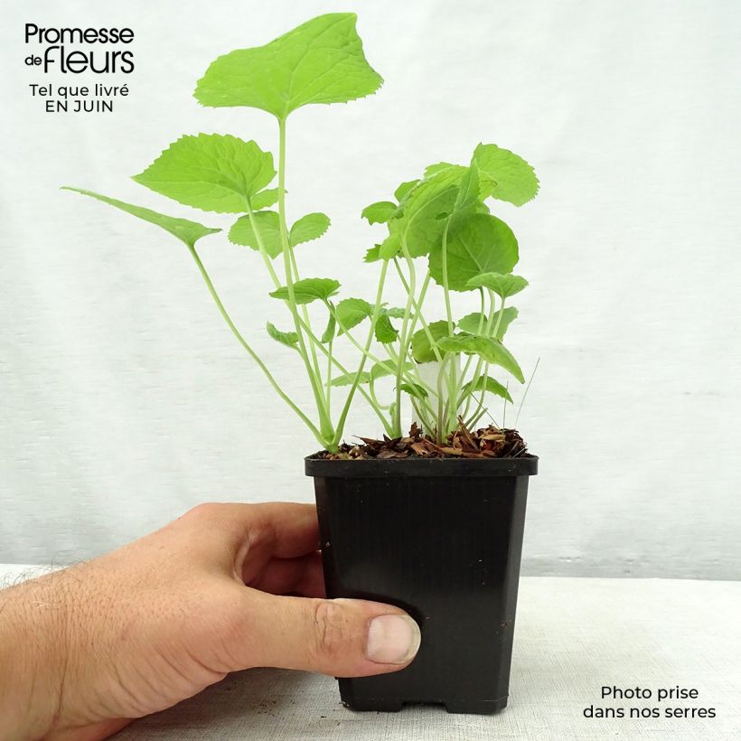 Amostra de Lunaria rediviva Vaso de 8/9 cm tal como entregue no verão