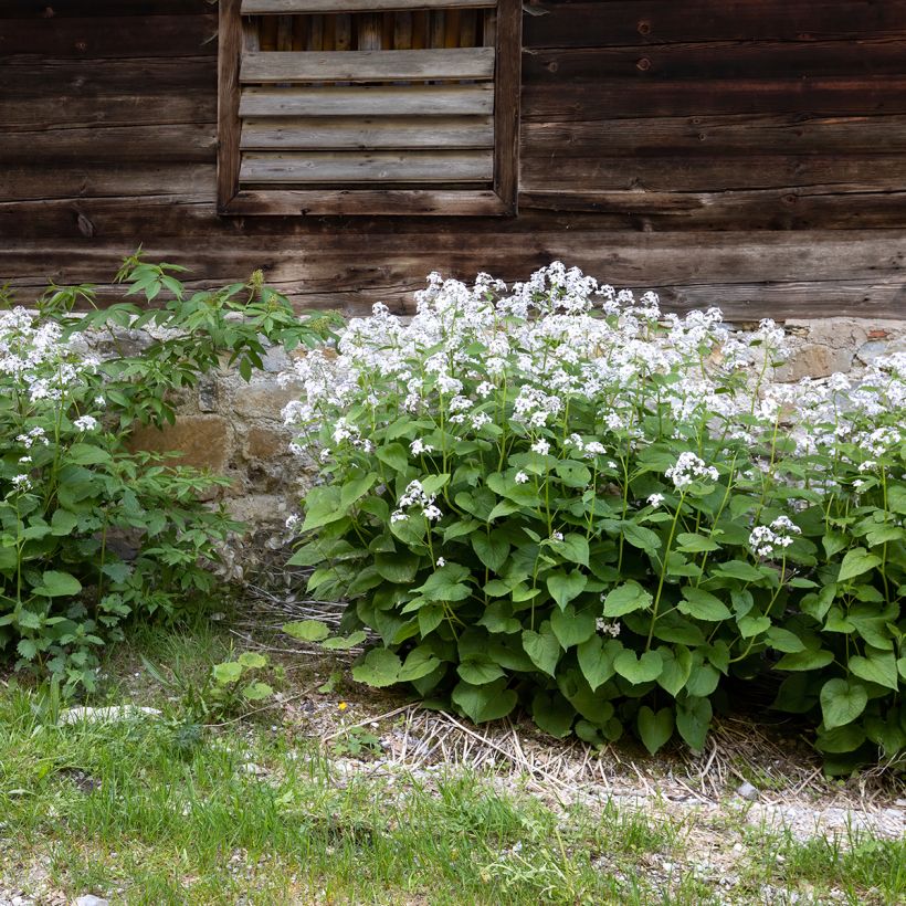 Lunaria rediviva (Hábito)