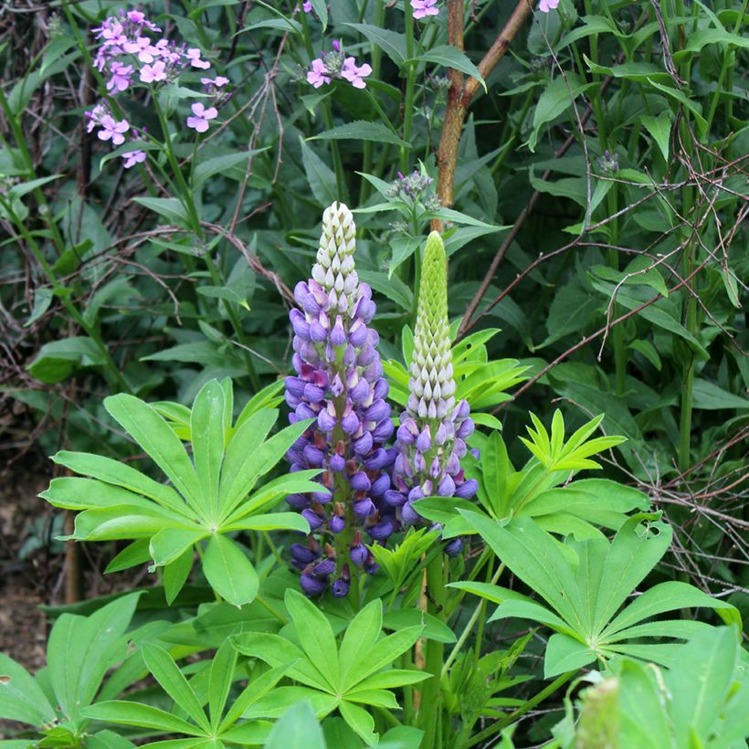 Lupinus Gallery Blue (Floração)