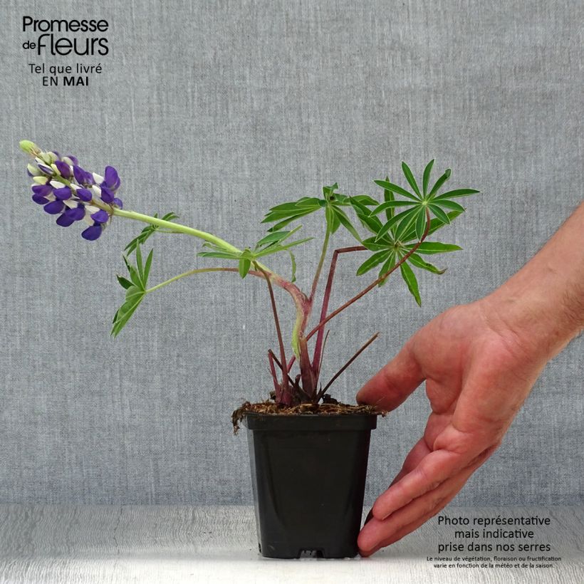 Amostra de Lupinus Gallery Blue Vaso de 8/9 cm tal como entregue na primavera