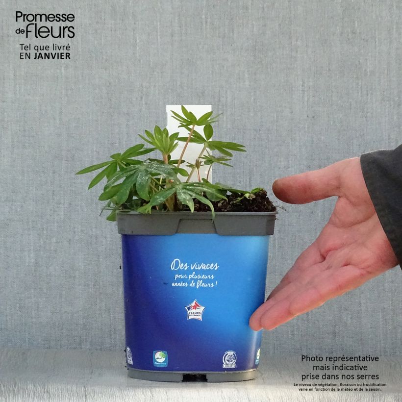 Amostra de Lupin Gallery Blue Vaso de 2 L/3 L tal como entregue no inverno